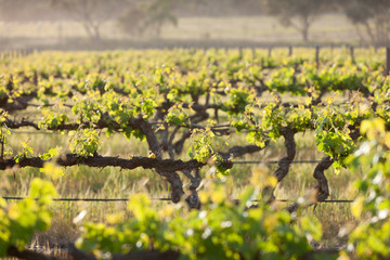 Spring Vineyards