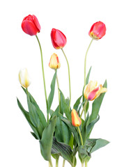 Seven tulips with flowers of different colors and green leaves isolated on white background. General view of group of flowering plants