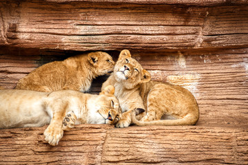 A lioness with her two cubs.
