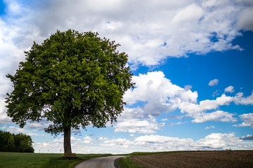 Baum mit Bank in der Landschaft