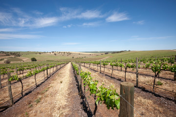 Fototapeta na wymiar Spring Vineyards
