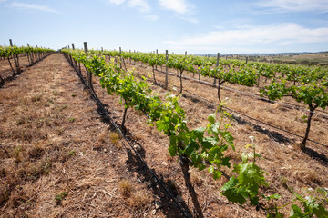 Spring Vineyards