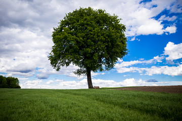 Fototapeta na wymiar Baum mit Bank in der Landschaft