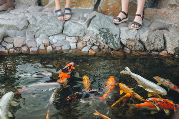 Adults and children people feed colorful and large ornamental Koi carps in the pond. Hobbies and recreation related to the observation and care of fish.