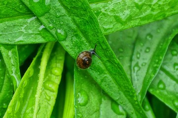 one brown little snail sits on a wet green leaf of a plant in drops of water