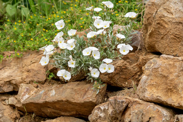 Bright white flowers and green leaves of a bindweed plant on dry rock. Beautiful white convolvulus flowers on the rock