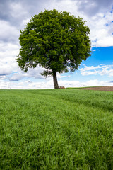 Baum mit Bank in der Landschaft