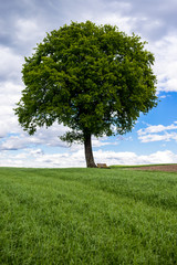 Baum mit Bank in der Landschaft