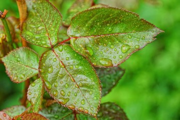 wet green leaves on a branch of a rose bush with water drops