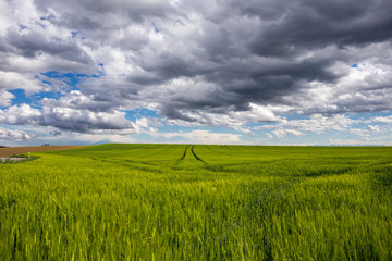 grünes Getreidefeld mit Wolken im Himmel