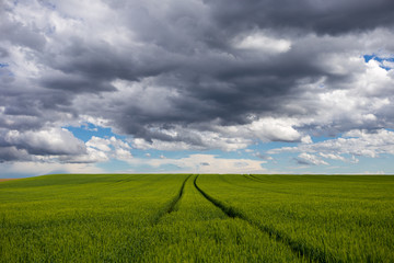 grünes Getreidefeld mit Wolken im Himmel