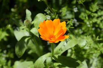 Fototapeta premium Marigold bloom in a bed.