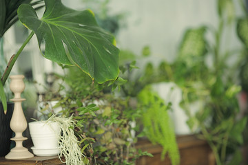 Tropical green plants in the interior. Background with Munster and green flowers in pots. blanks for postcards and blogs