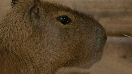 Capybara close up against the wall