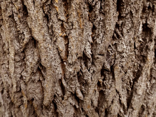 Textura madera corteza de árbol 