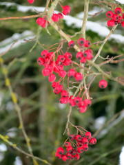 red flowers in garden