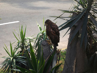 Águila en la ciudad