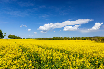 Rzepak - polski krajobraz wiosenny