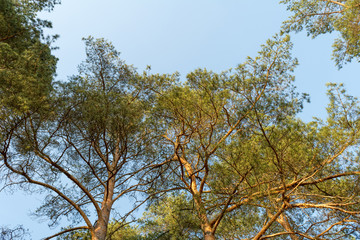 Crown of pine trees in a forest in the spring time against the blue sky