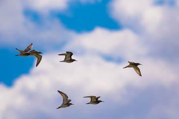 Flying birds. White blue sky background.