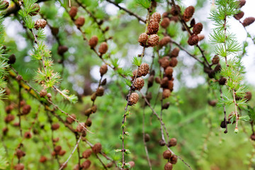 young needles and a bump on a sprig of pine in spring.