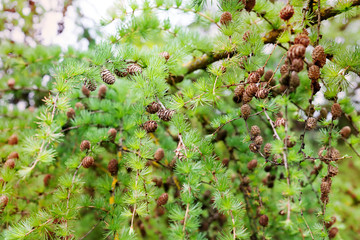 young needles and a bump on a sprig of pine in spring.