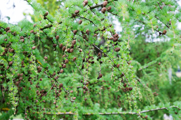 young needles and a bump on a sprig of pine in spring.