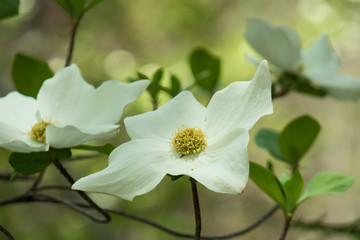 Dogwood blossoms, close-up