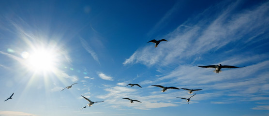 Close up flock of seagulls flying over blue sunny sky