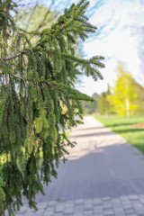 Green branches of spruce tree in spring park