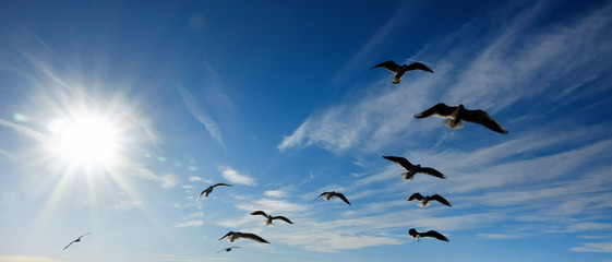 Close up flock of seagulls flying over blue sunny sky