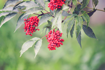 Obraz premium Sambucus racemosa, common red elderberry, red-berried elder berries on the branch in the garden.