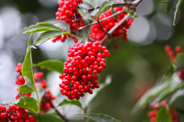 Sambucus racemosa, common red elderberry, red-berried elder berries on the branch in the garden.