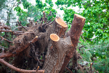 freshly cut pine tree, ecological problems of earth