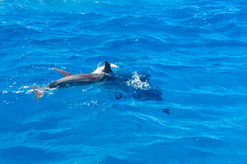 Naklejka premium Dolphins in Red sea not far from the Hurghada city, Egypt