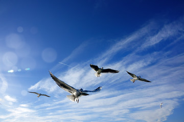 Close up flock of seagulls flying over blue sunny sky
