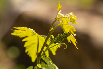 Viticulture - flowers of the vine. Wine-making. Technology of wine production. Wine production in Moldova.