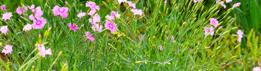 Panoramic view of Dianthus repens on green color bokeh