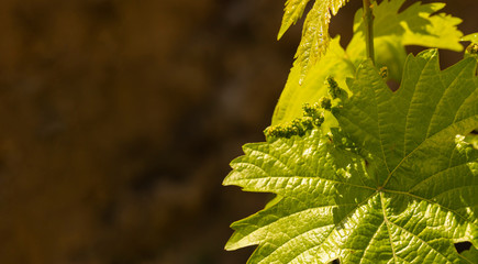 Viticulture - flowers of the vine. Wine-making. Technology of wine production. Wine production in Moldova.