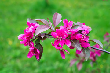 Obraz premium Beautiful spring blooming apple tree, pink flowers against green background.