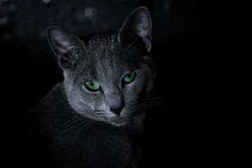 Cat breed Russian blue on a black background