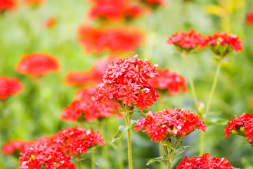 Red flowers of Lychnis chalcedonica. Maltese Cross plant in the summer garden