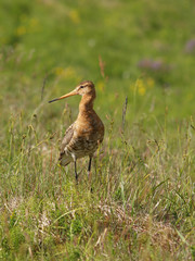 Black-tailed Godwit (jaðrakan)