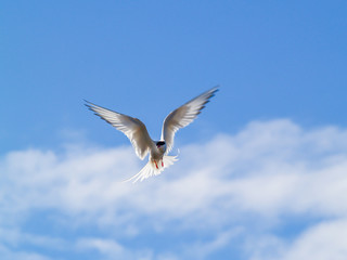 Arctic tern (kría)