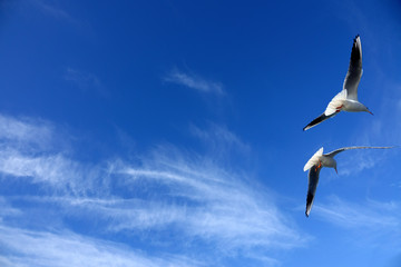 Close up seagulls flying over blue sunny sky