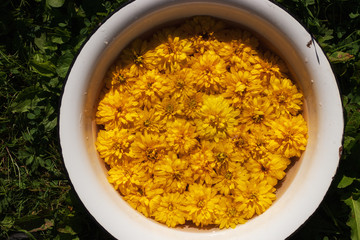 Many yellow flowers in a basin with water