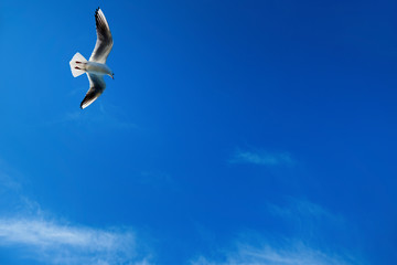 Close up seagull flying over blue sunny sky