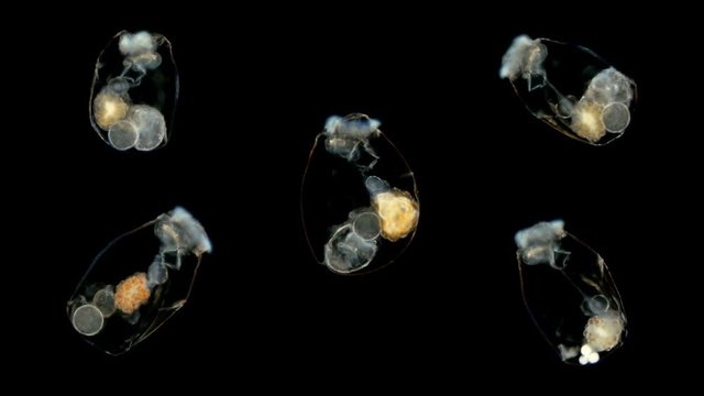 Rotifera under a microscope, similar to the look of Asplanchna priodonta, visible work of internal organs, similar to an alien organism 4K