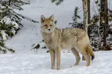 wild coyote with snow on its nose looking for its next meal , in the woods 