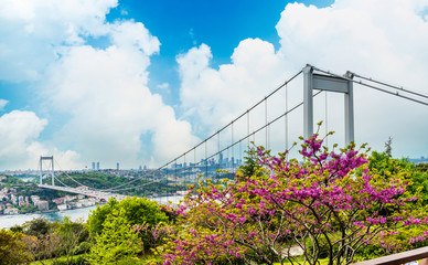 Judas trees (Turkish: Erguvan) in Istanbul. Beautiful spring view of the Istanbul Bosphorus from Otagtepe. Fatih Sultan Mehmet Bridge. Istanbul, Turkey.